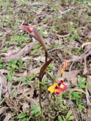 Diuris