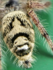 Hyllus diardi