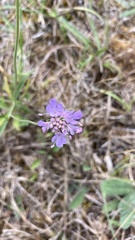Scabiosa columbaria