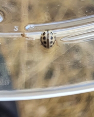 Tytthaspis sedecimpunctata