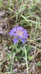 Scabiosa columbaria