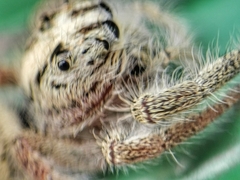 Hyllus diardi