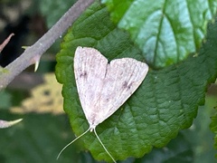 Rivula sericealis