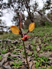 Diuris
