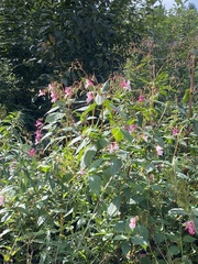 Impatiens glandulifera