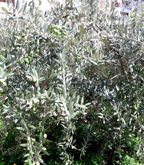 Olea europaea