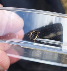 Tytthaspis sedecimpunctata