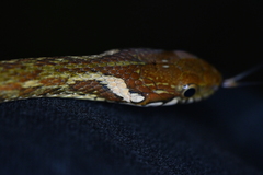 Hebius craspedogaster