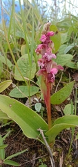 Satyrium nepalense