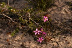Calytrix brevifolia