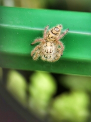 Hyllus diardi