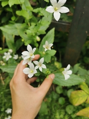 Campanula lactiflora
