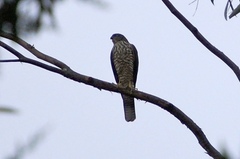 Accipiter cirrocephalus