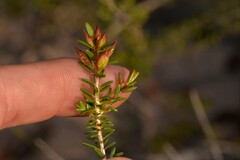 Calytrix brevifolia