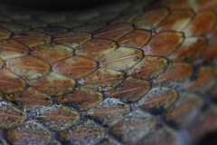 Hebius craspedogaster