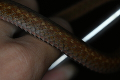 Hebius craspedogaster