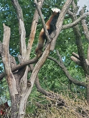 Ailurus fulgens