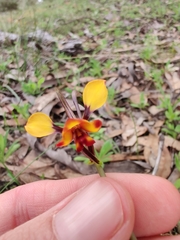 Diuris