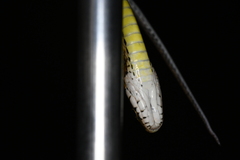 Hebius craspedogaster