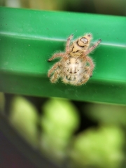 Hyllus diardi