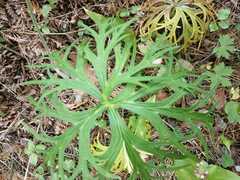 Aconitum barbatum