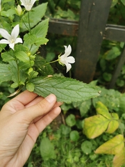 Campanula lactiflora