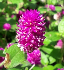 Gomphrena globosa