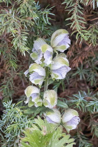 Image of Aconitum rotundifolium by (c) Dmitry Boldyrev, some rights reserved (CC BY)
