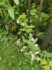 Campanula lactiflora