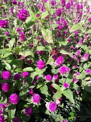 Gomphrena globosa