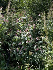 Impatiens glandulifera
