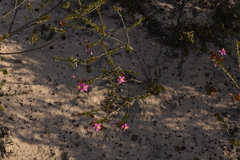 Calytrix brevifolia