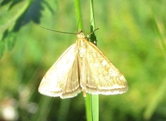 Loxostege sticticalis