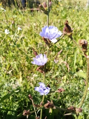 Cichorium intybus