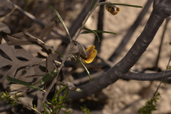 Cristonia stenophylla