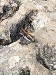 Charaxes jasius
