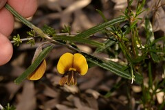 Cristonia stenophylla