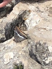 Charaxes jasius