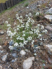 Dontostemon pinnatifidus