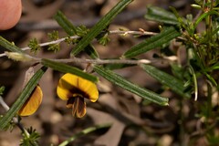 Cristonia stenophylla