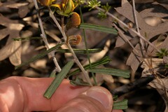 Cristonia stenophylla
