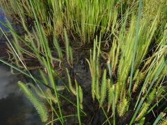 Hippuris vulgaris