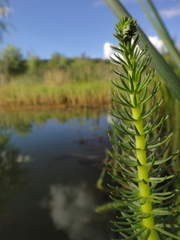 Hippuris vulgaris