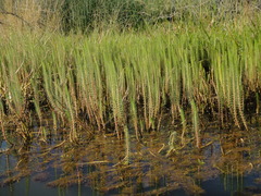 Hippuris vulgaris