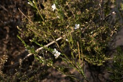 Cyanothamnus