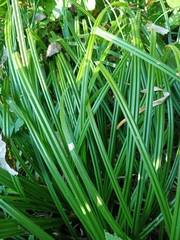 Carex pilosa