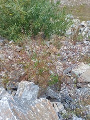 Dontostemon pinnatifidus