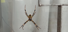 Argiope