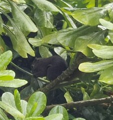 Callosciurus notatus