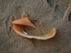 Amoria hunteri